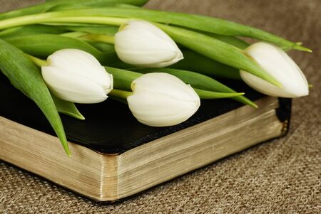 Bunch of white tulips on Holy Bible.の写真素材