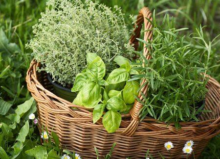 Basket with thyme, basil and rosemary in the garden の写真素材