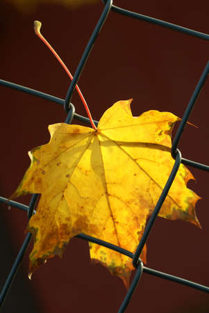 Wire fence with autumn colored leaf.の写真素材