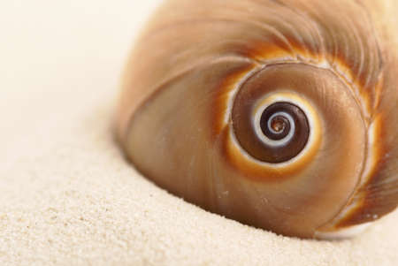 Closeup of shell on sandの写真素材