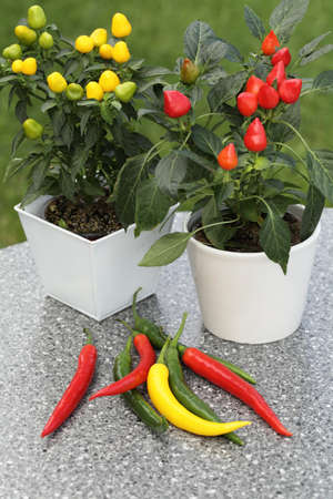 Decorative pepper plants in flowerpots and hot peppers