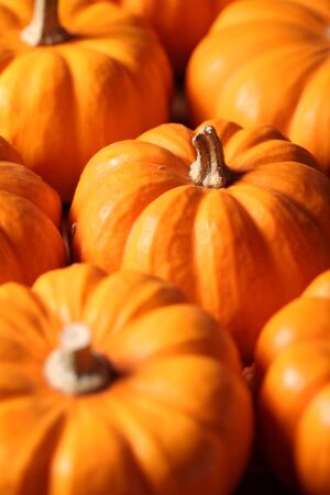 Closeup of  many small pumpkins.