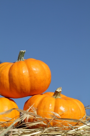 Close-up of pumpkins on straw. の写真素材