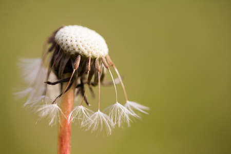 Detail of dandelion on grass