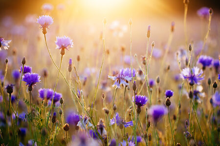 Cornflowers and light of the sunrise.の写真素材