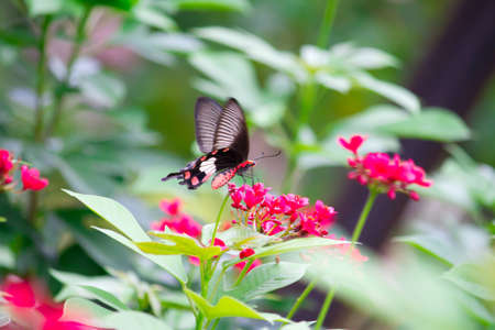 butterfly on pollenの写真素材