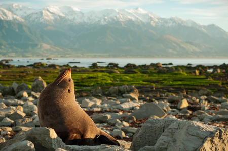 it wildlife seal of New zealand. i saw it early morning. so it looks so sleepy.の写真素材