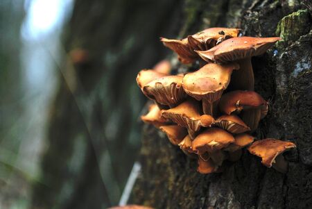 Mushrooms growing on a tree in the morning the woodsの写真素材