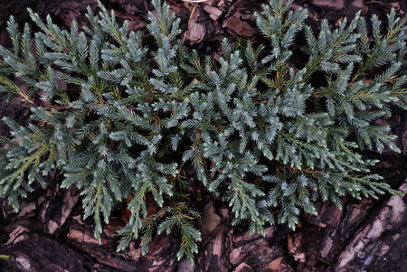 a perennial coniferous plant closeup a bright green and blueの写真素材