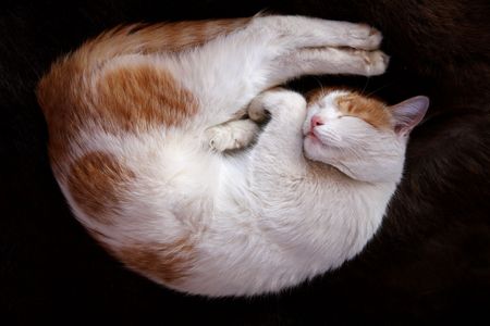 sleeping cat on a black backgroundの写真素材