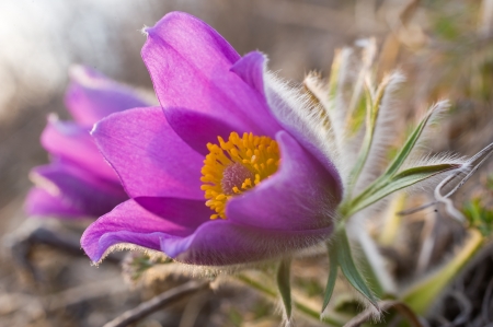 primrose - wild flower blooming purpleの写真素材