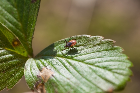 ixodes scapularis - indirect representation of dangerous diseases
