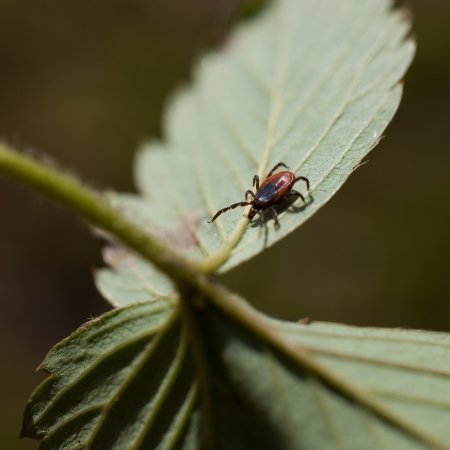 ixodes scapularis - indirect representation of dangerous diseases