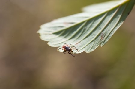 ixodes scapularis - indirect representation of dangerous diseases