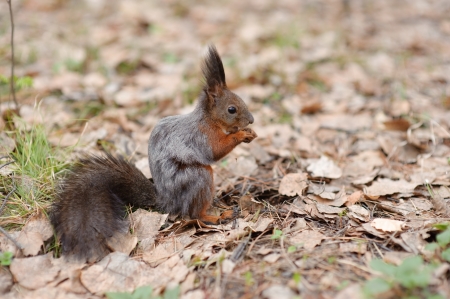 squirrelの写真素材
