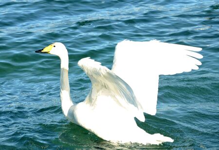 white swan flapping his wingsの写真素材