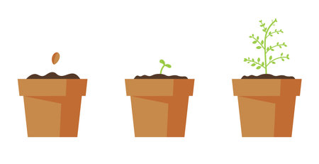 Process Of Growing Little Home Tree. Gardening, Planting Concept. Vector Illustration In Flat Styleのイラスト素材