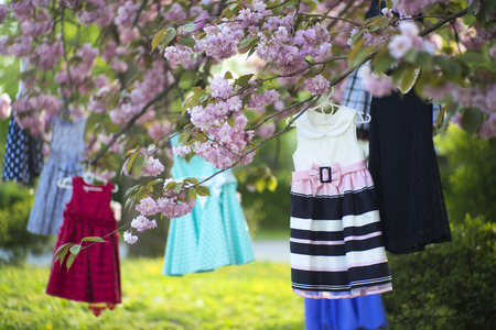 Baby colorful dresses red blue white black colors on hangers hanging on the pink japanese cherry blossoms tree in broad daylight in the garden, horizontal pictureの写真素材