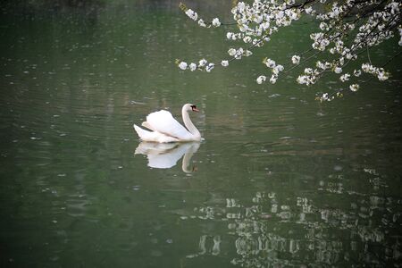 Beautiful white swan swimming in mirror pond with blossoming branch on natural background, horizontal pictureの写真素材