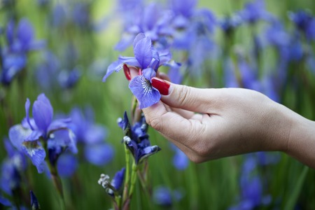 Well-groomed female hand with red nails touching one of many tender blue violet iris flower growing in the field on natural background, horizontal pictureの写真素材