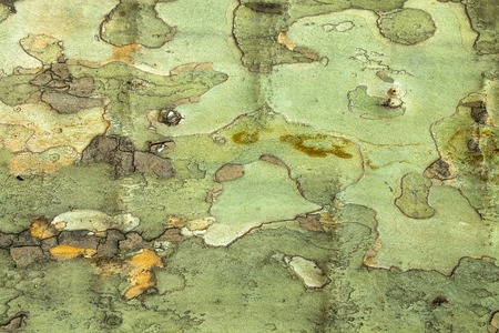 Old green tree bark textureの写真素材
