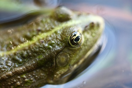 Green frog in the water closeup