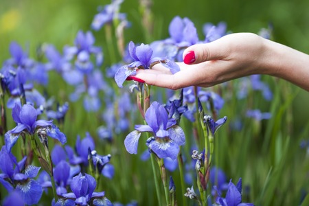 Elegant female hand with red nails touching one of many delicate blue violet iris flower growing in the field on natural backdrop, horizontal pictureの写真素材