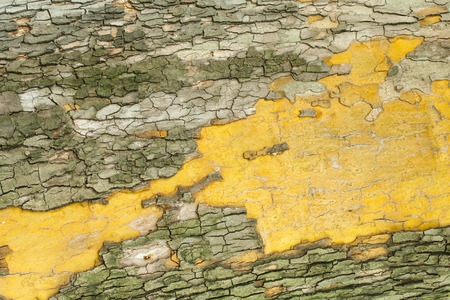 Aged cracked mossy tree bark texture