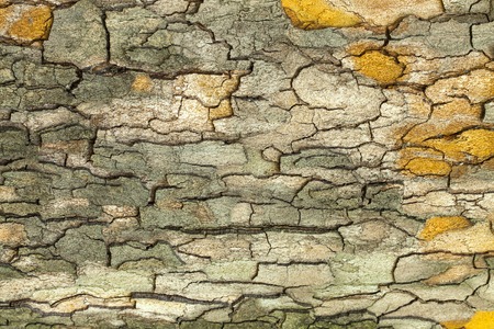 Aged tree bark texture closeupの写真素材