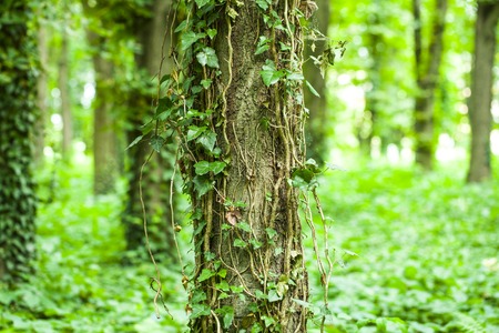 Old trees in beautiful green forestの写真素材