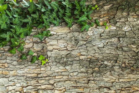 Old green tree bark texture with green plantの写真素材