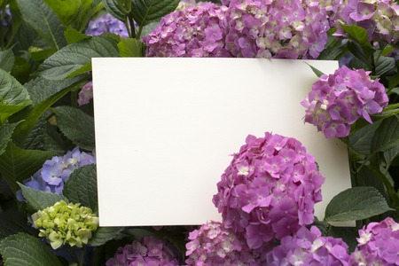 Blank paper note in beautiful hydrangea flowersの写真素材