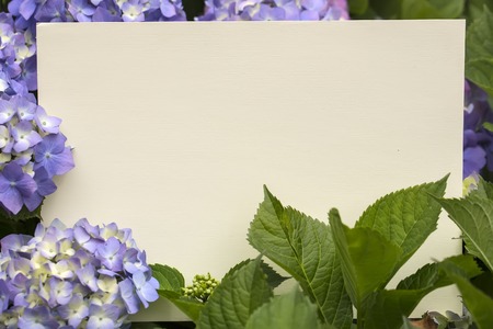 Blank paper note  in hydrangea flowers close upの写真素材