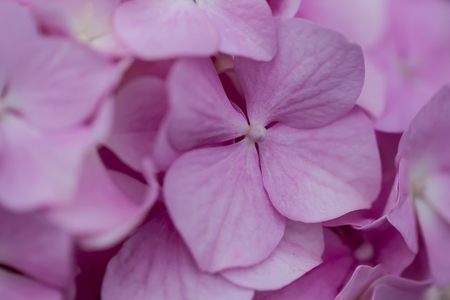 Beautiful pink Hydrangea flower bloom in a summer garden close upの写真素材