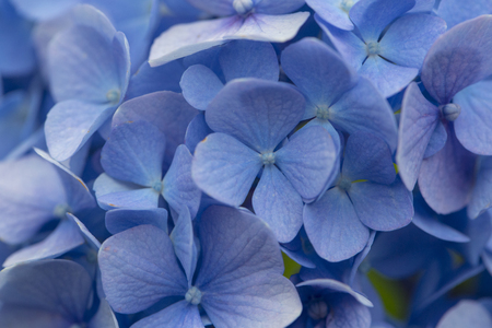 Blue hydrangea flower petals in a gardenの写真素材