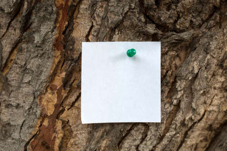 Blank sheet of paper notice pinned at the bark of tree.の写真素材