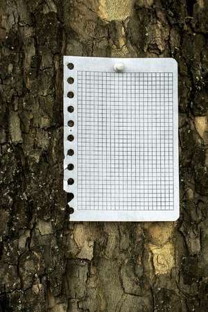 Blank squared teared sheet of  paper notice at the bark of tree.の写真素材