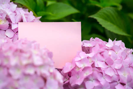 Blank pink paper note in beautiful tender hydrangea flowersの写真素材