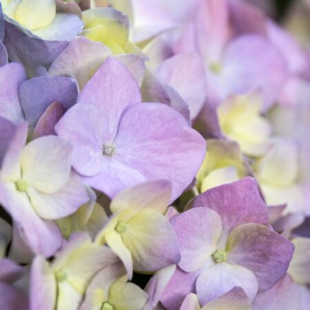 Beautifull blooming Hydrangea flowers in a summer garden