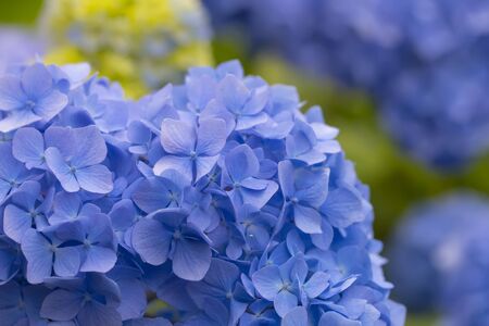 Beautiful blue hydrangea flowers in a garden close upの写真素材