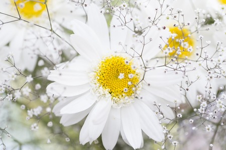 A three white chamomile flowersの写真素材
