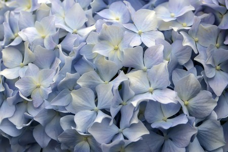 Blue Hydrangea flowers in a garden