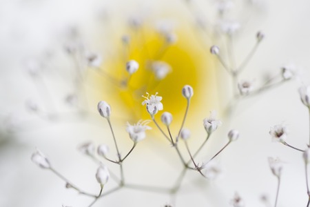 A white chamomile flower with blossomの写真素材