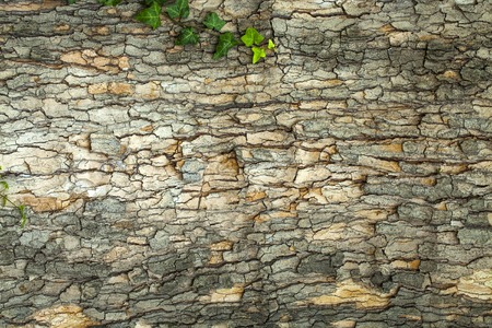 Dry cracked tree bark texture closeupの写真素材