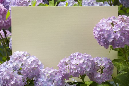 Blank paper note in beautiful bloomy hydrangea flowers