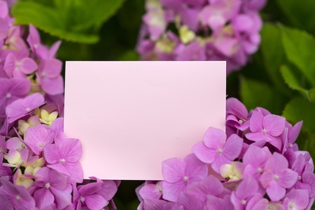 Blank pink paper note in beautiful hydrangea flowersの写真素材