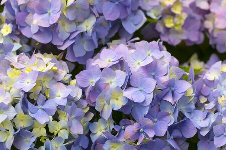 Colorful Hydrangea flowers in a garden