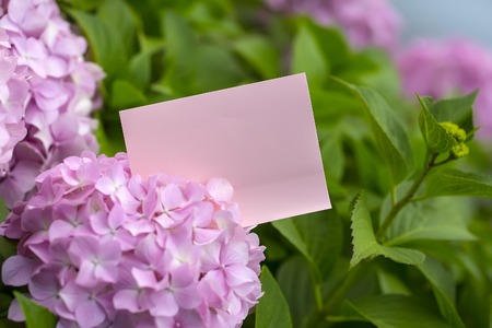 Pink paper note in tender hydrangea flowers close up