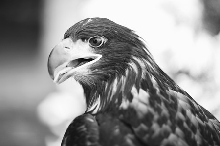 Profile of grand wild beautiful animal bird class of eagle with feathers and curved beak sitting and...