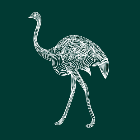 Vector illustration of one drawn from white lines wild animal ostrich bird full length going on long legs with neck and feathers on emeral green background, square pictureのイラスト素材